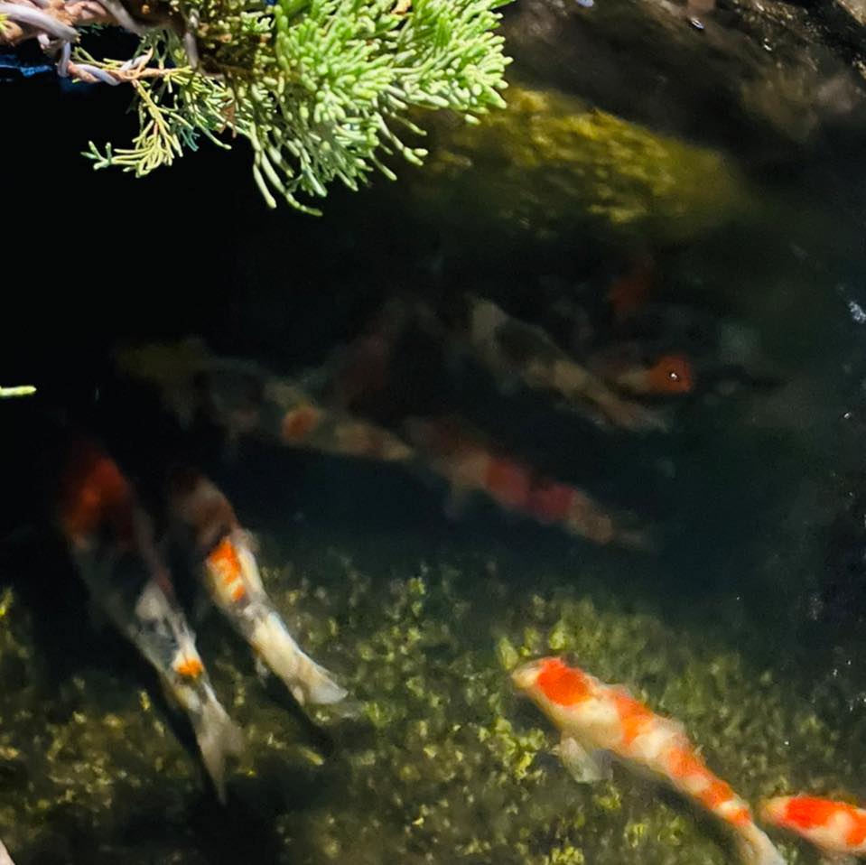 松瀧の屋養魚場（錦鯉、冷水魚、珍稀魚種）