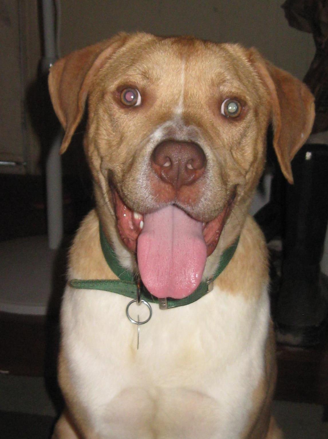 Animal Agents - Hi everyone! Animal agents got their first... | Facebook