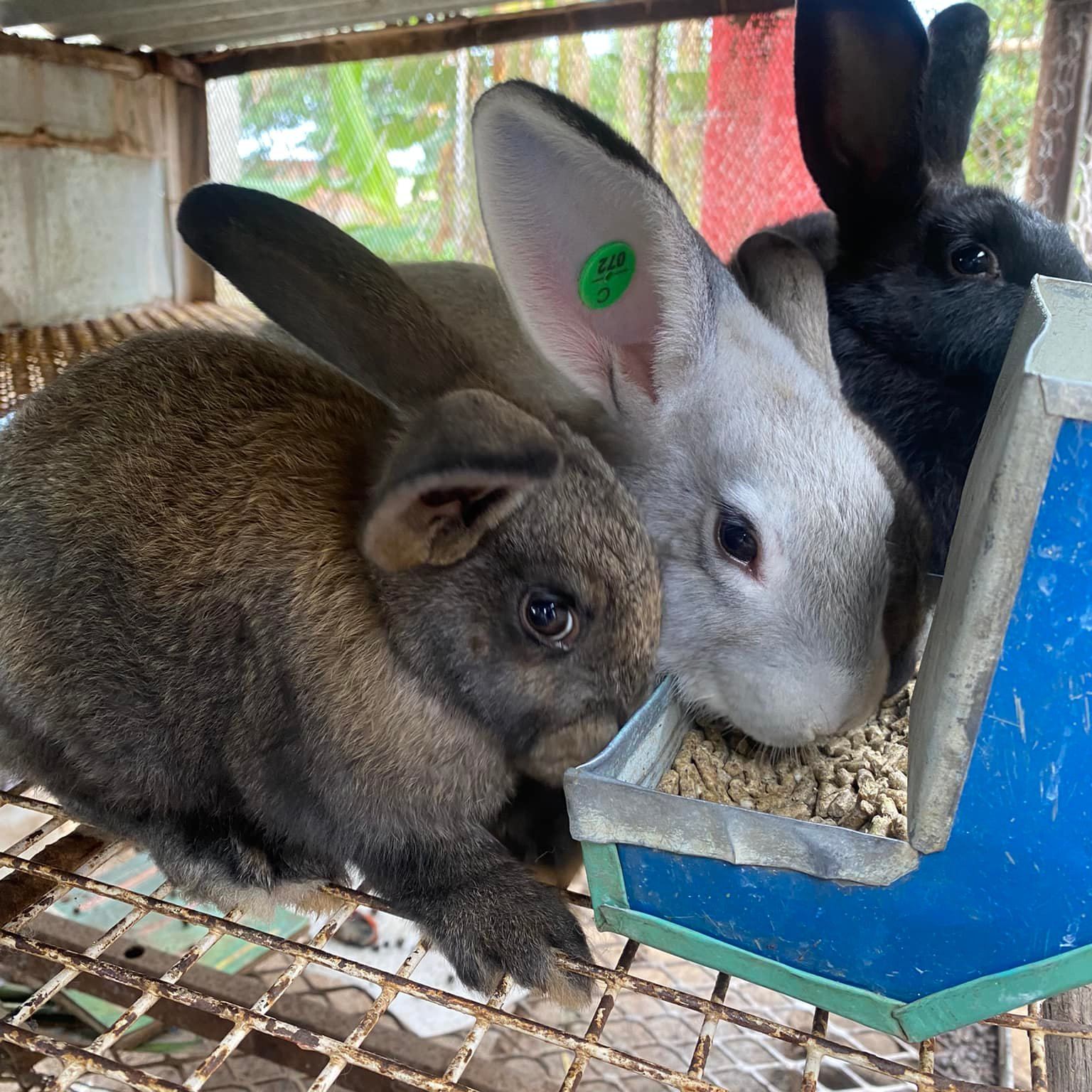 Organik Rabbits | Harare