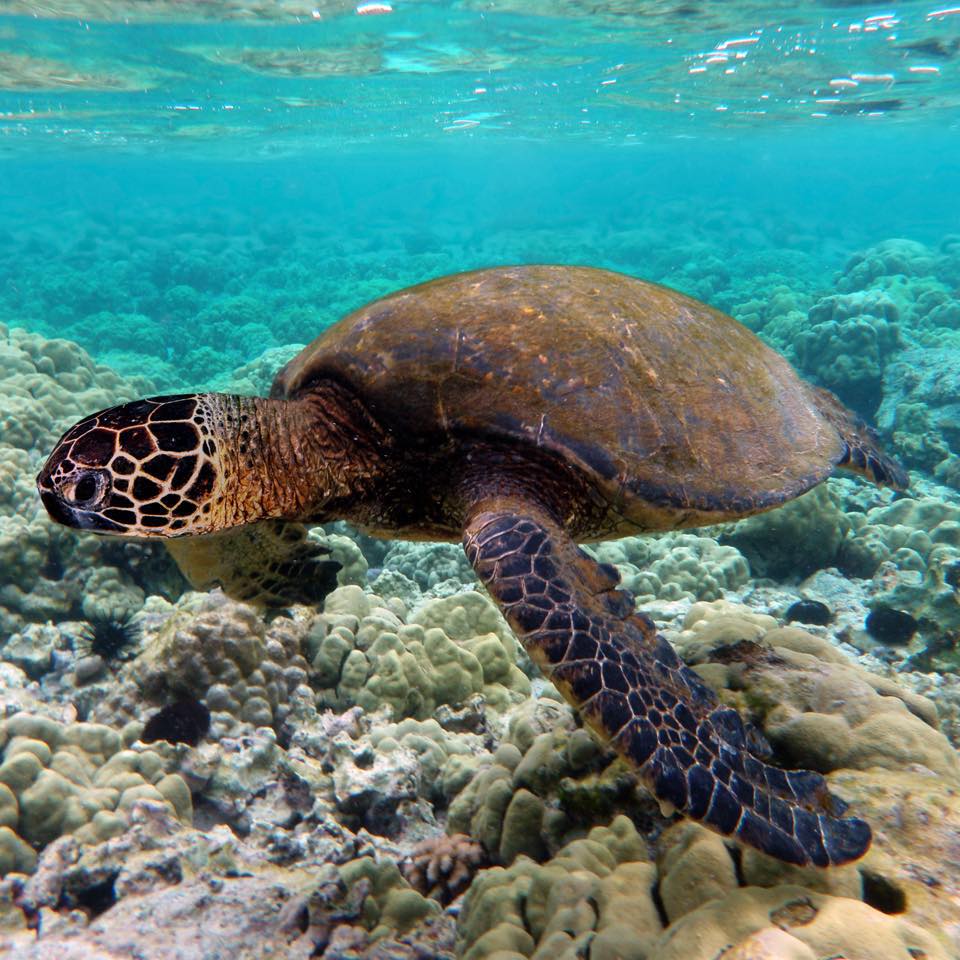 Turtle