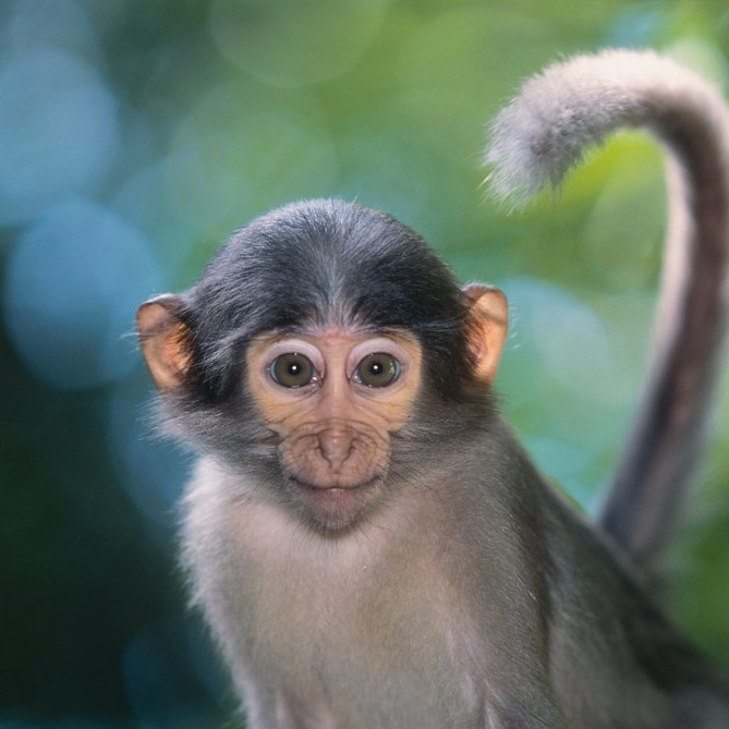 Monkey RuDy