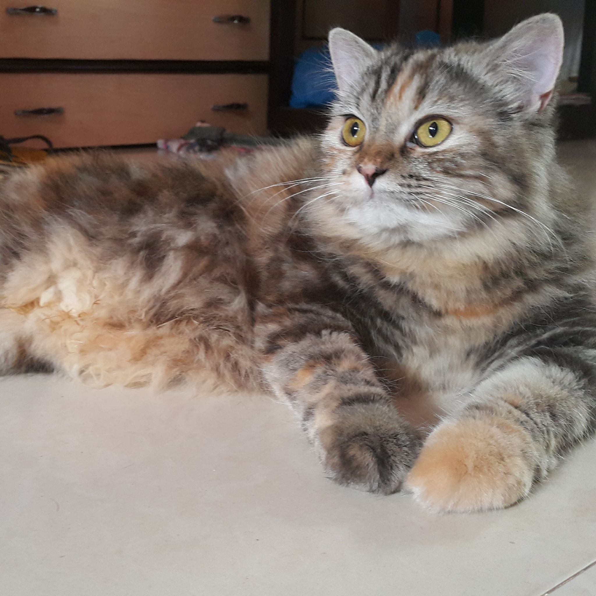 Gentle Touch Cat Care Center Goa | GOA