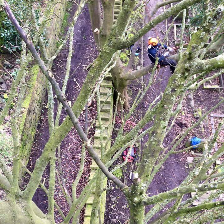 MAG Tree and Weed control services