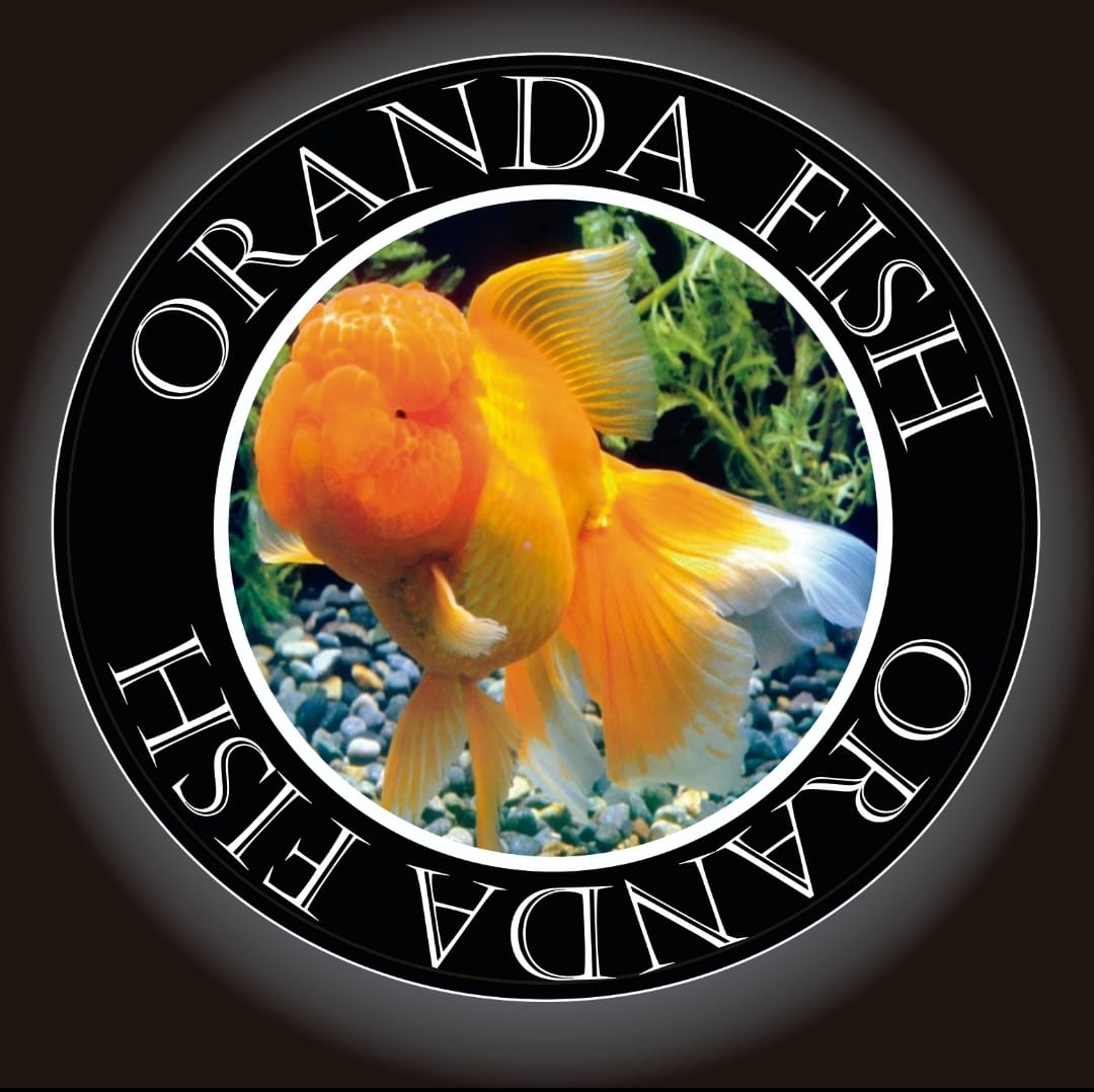 Oranda Fish