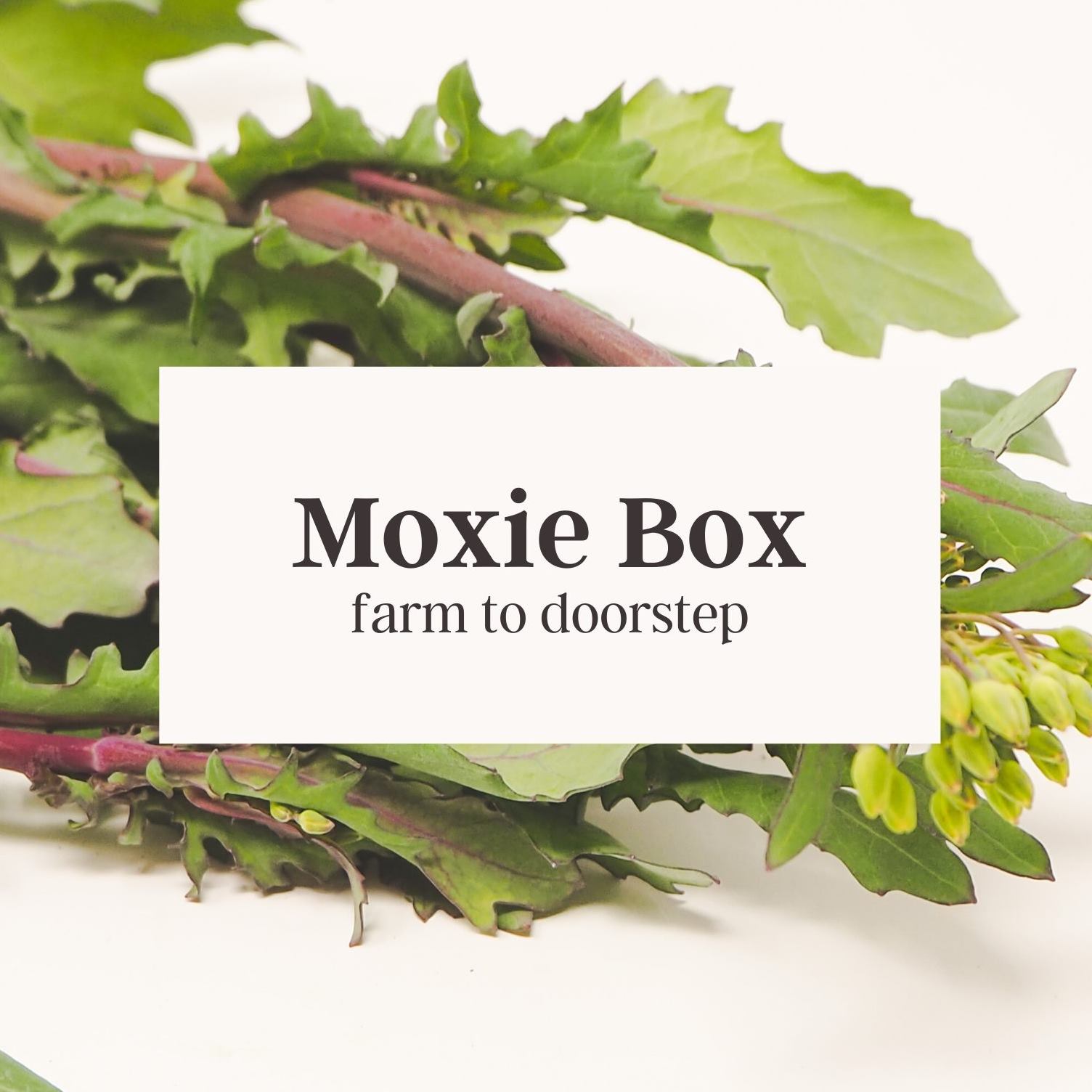 Moxie Box