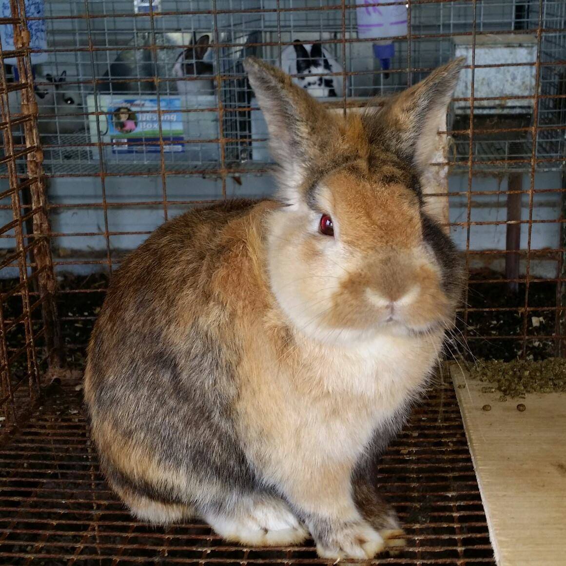 Thumper Valley Rabbitry | McAlester OK
