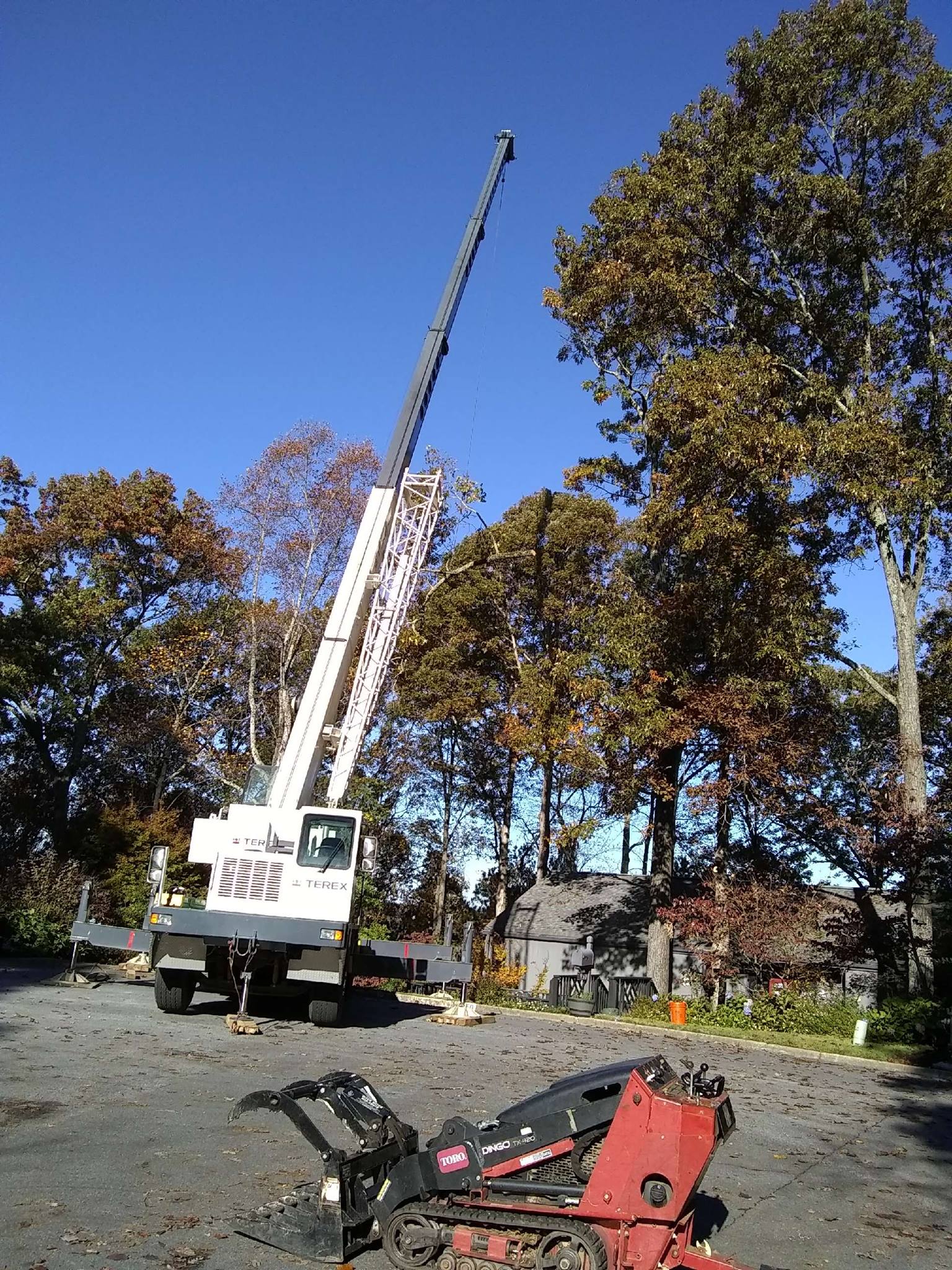 Stella Rose Tree Services
