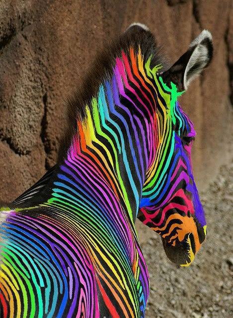 Color Me Zebra