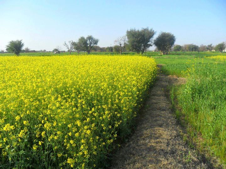 Noor - Streets of Noor Pur Baghan, Jhelum, Pakistan (نور پور باغاں ...