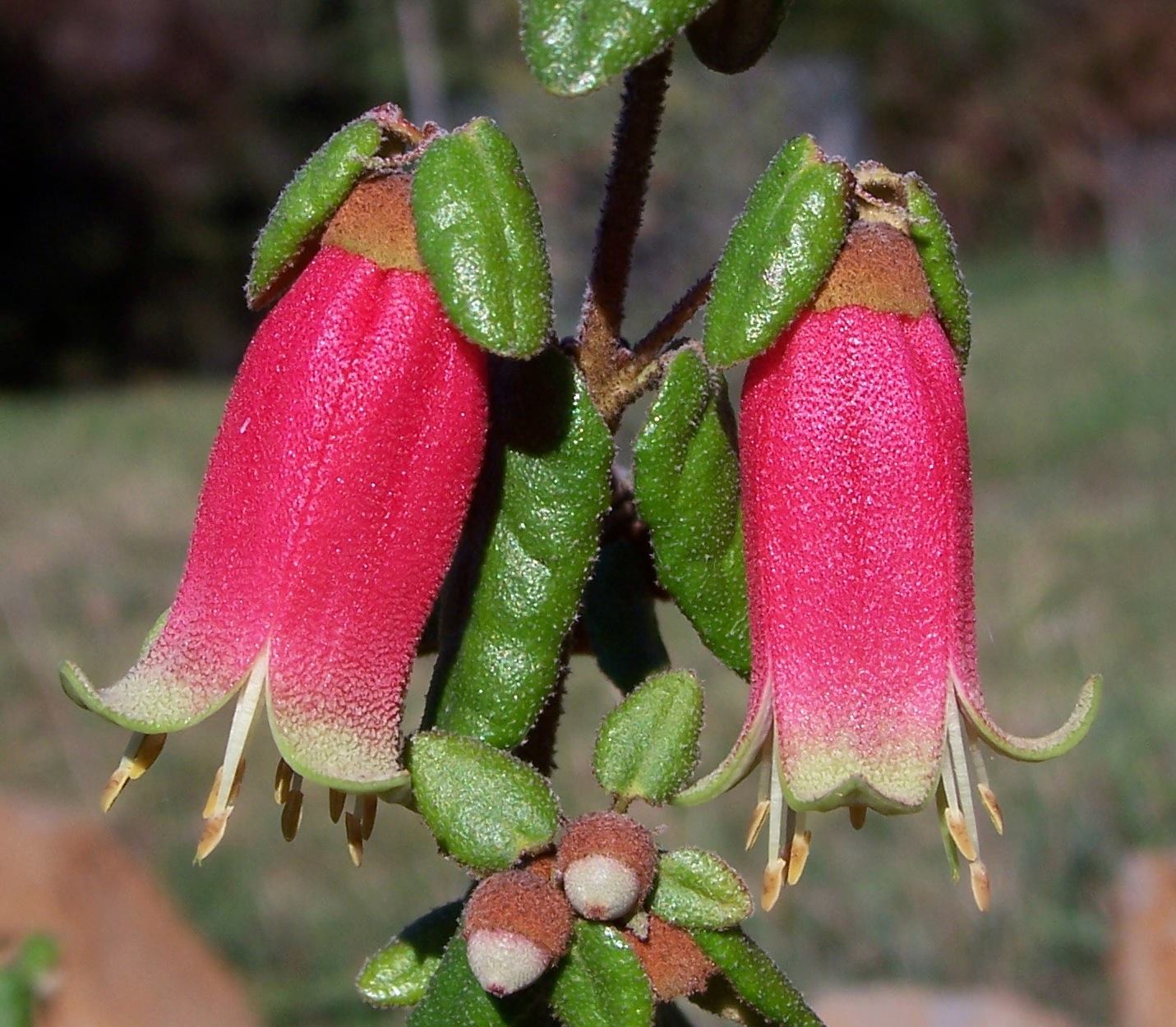 Oldina Nursery | Oldina TAS