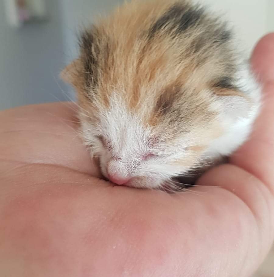 Perfect Paws Kitten Rescue | Cape Town