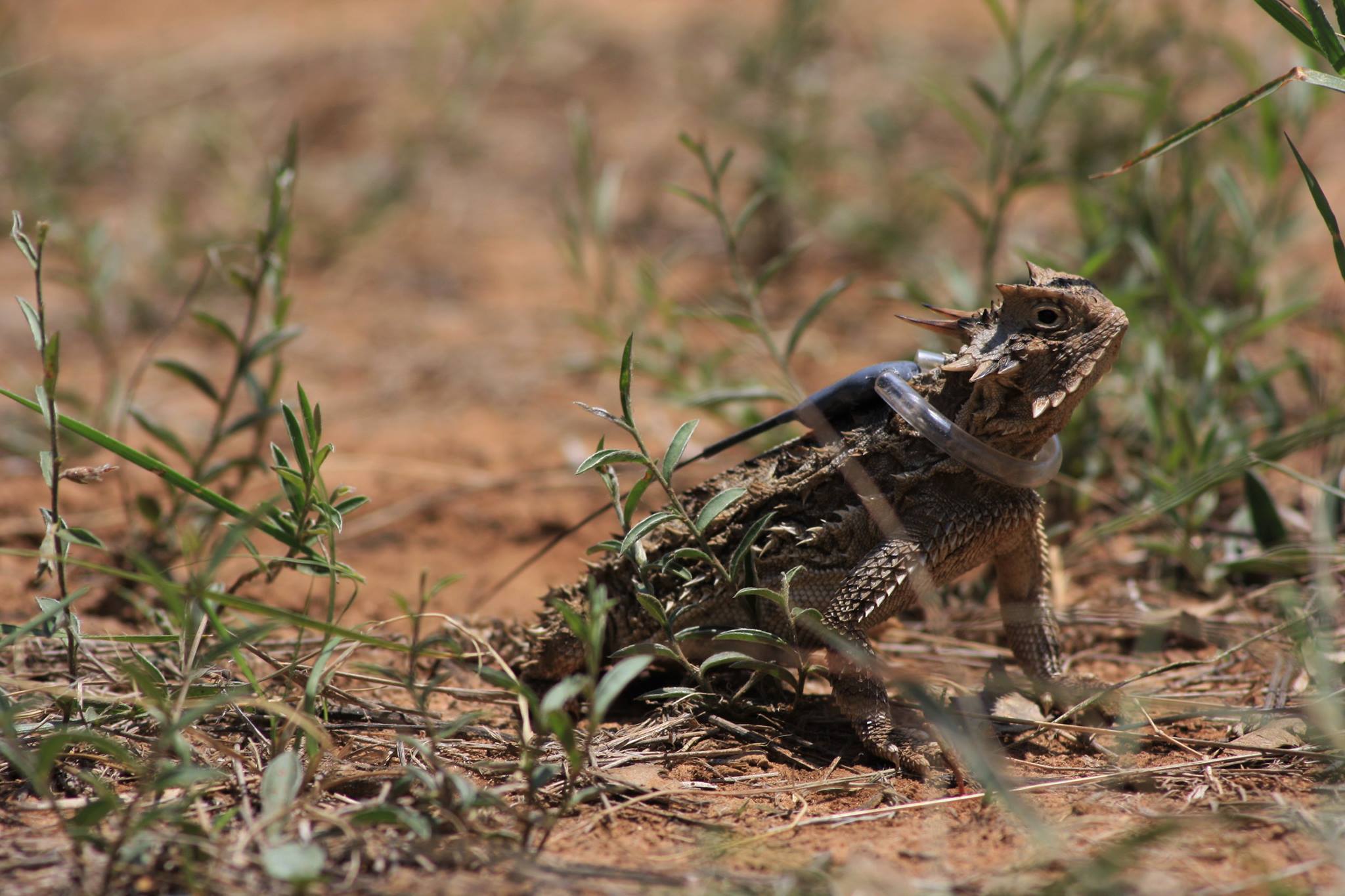 Cross Timbers Wildlife District 3 - Texas Parks & Wildlife - Texas ...