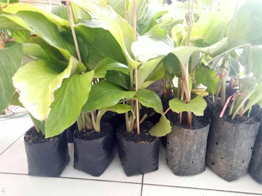 Palugada online shop