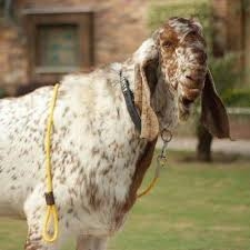 Haji Goat Farm - Sale Purchase - karachi