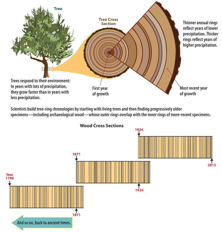 Dendrochronology : Science of trees | Pune