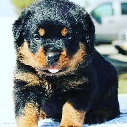 Adorable German Rottweiler Puppies. | Philadelphia PA