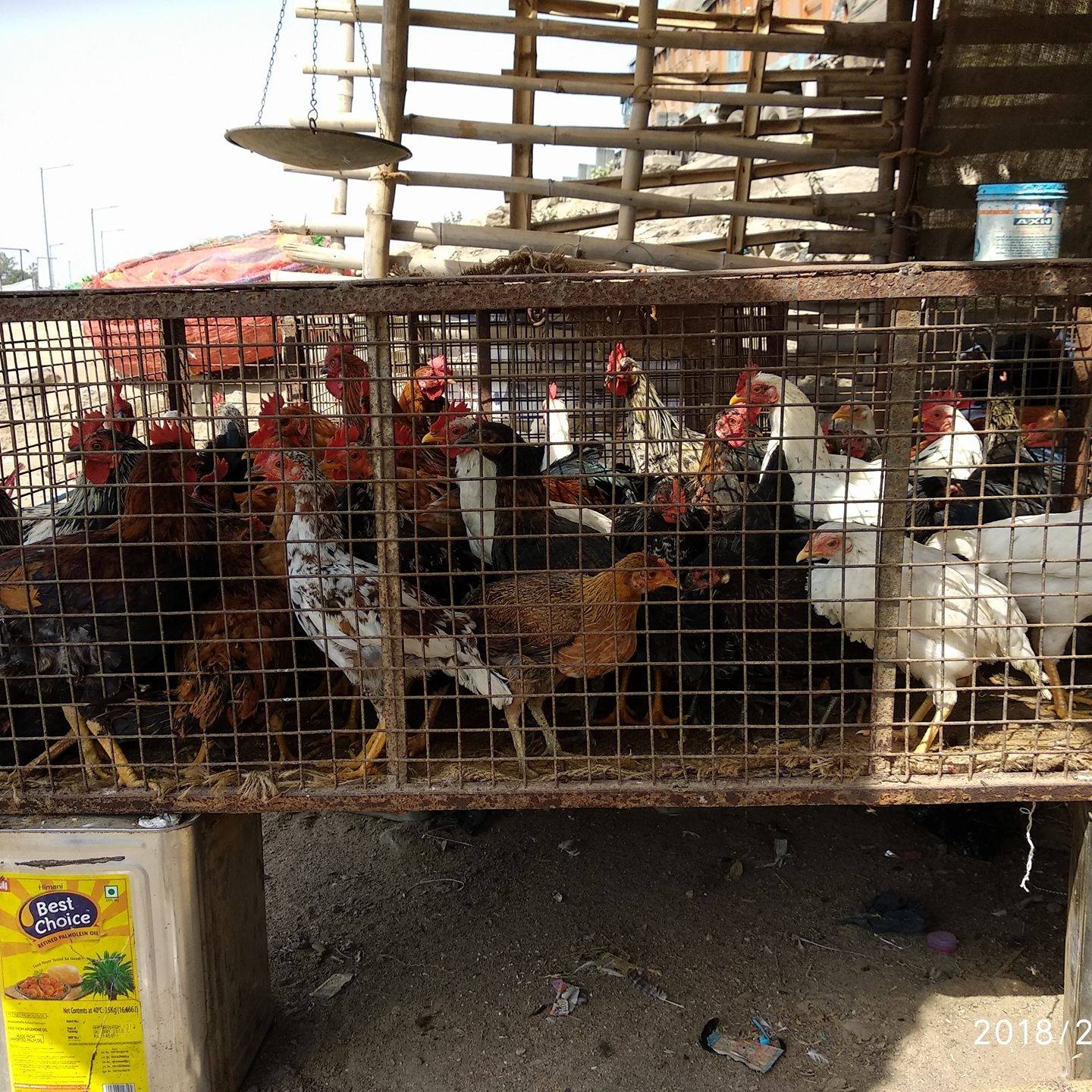 Zahid Chicken Poltry Farm | Sherghati