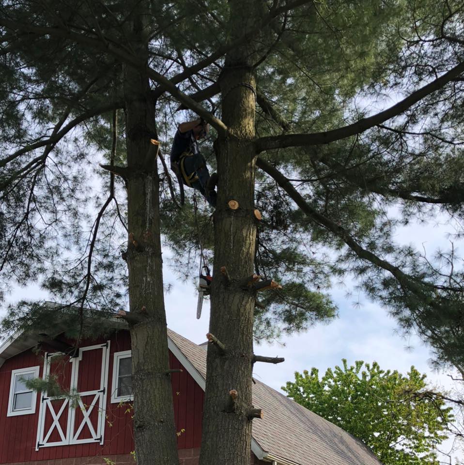 Out On A Limb Tree Co. | Canonsburg PA