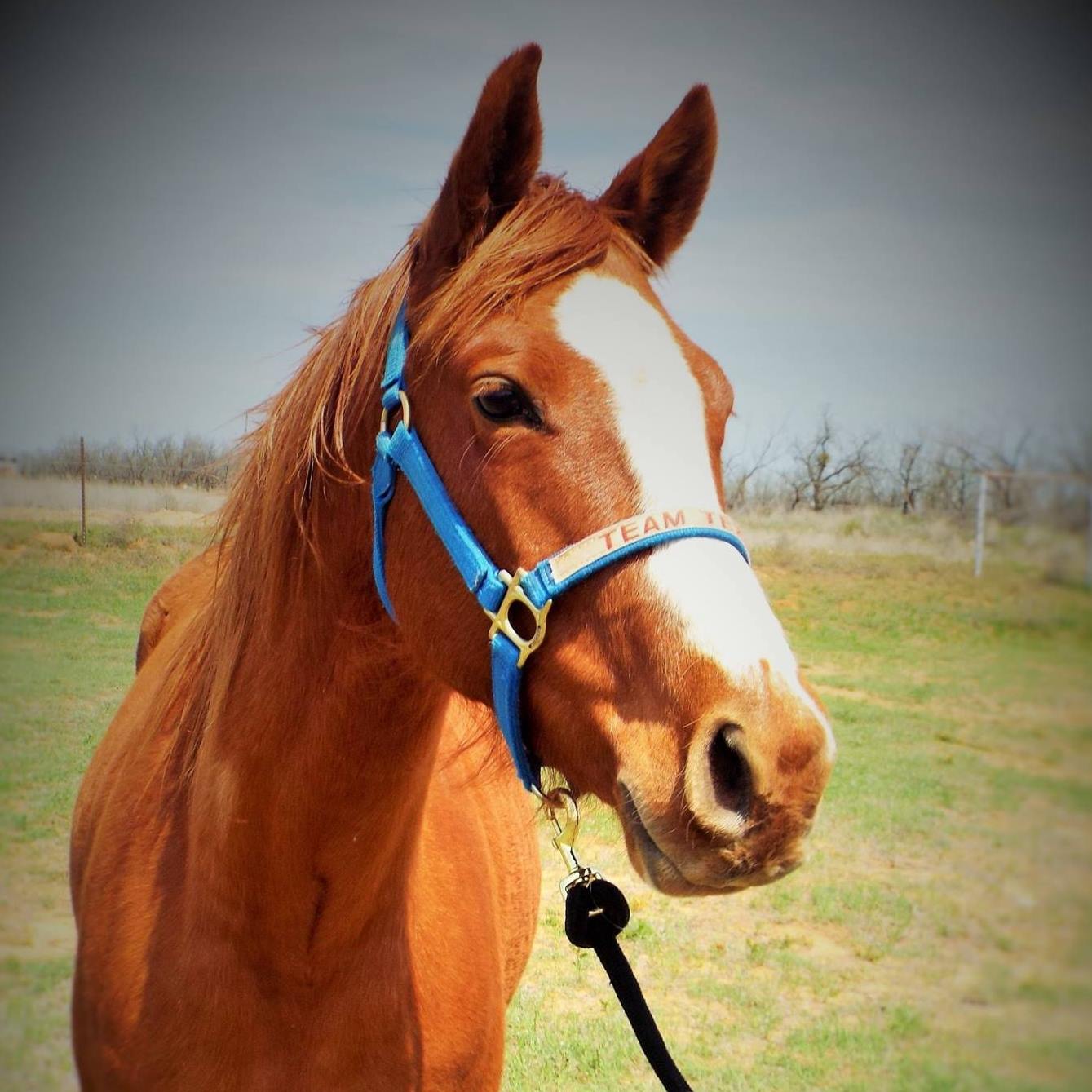 Milliron M Quarter Horse Ranch
