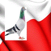 Polish Pigeon Breeders