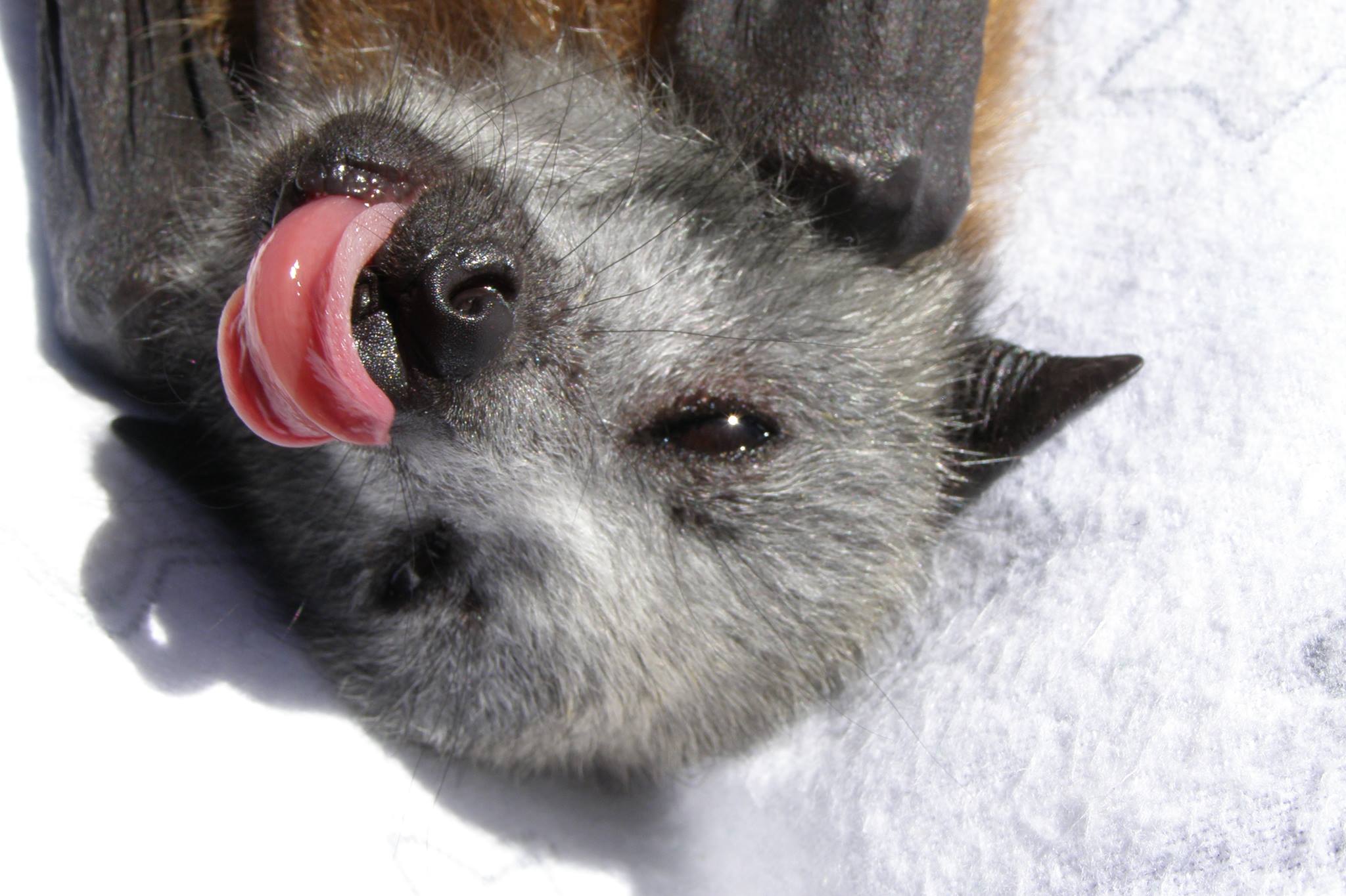 Another successful rescue rehabilitation and release of a Micro Bat, a ...