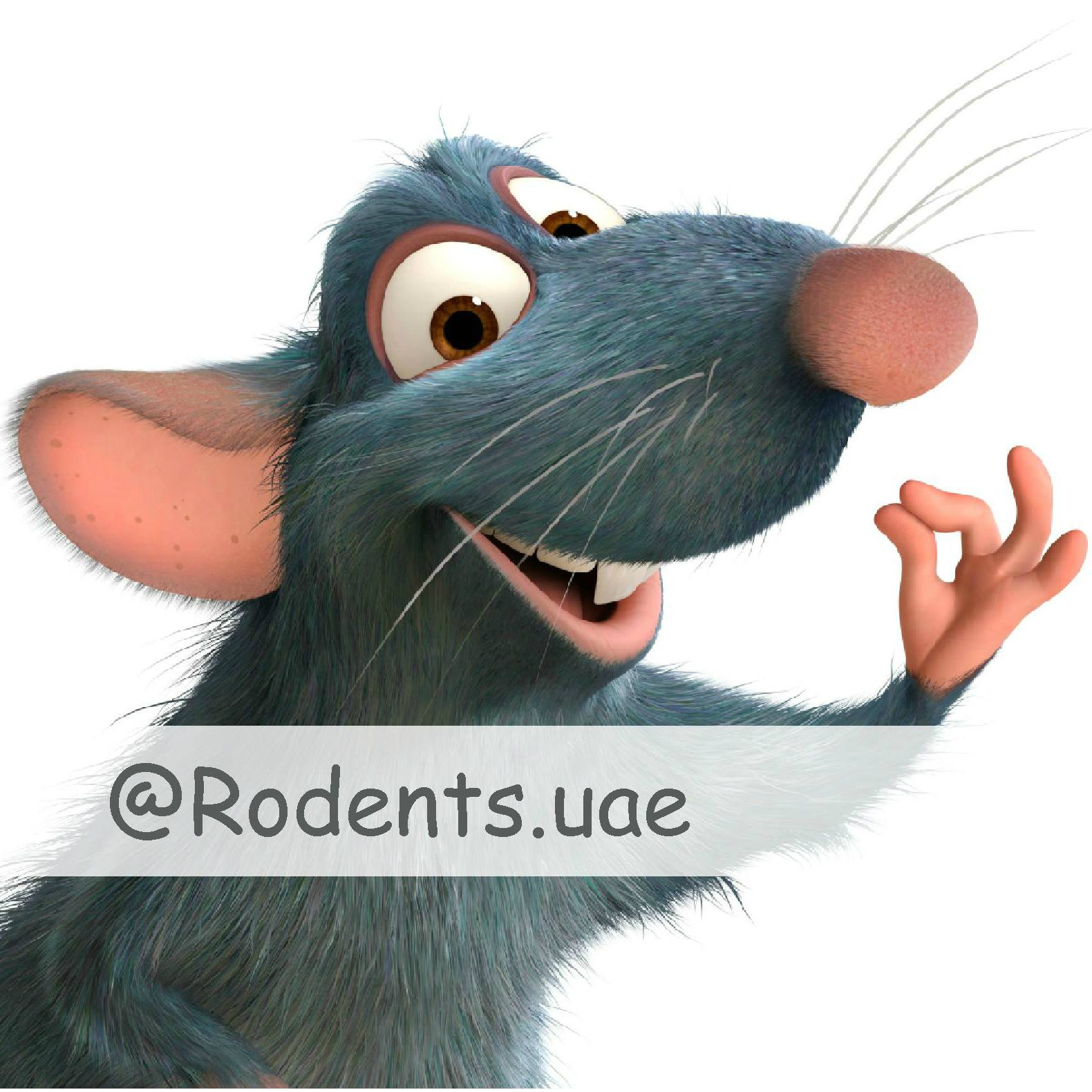 Rodents.uae | Umm al Qaiwain