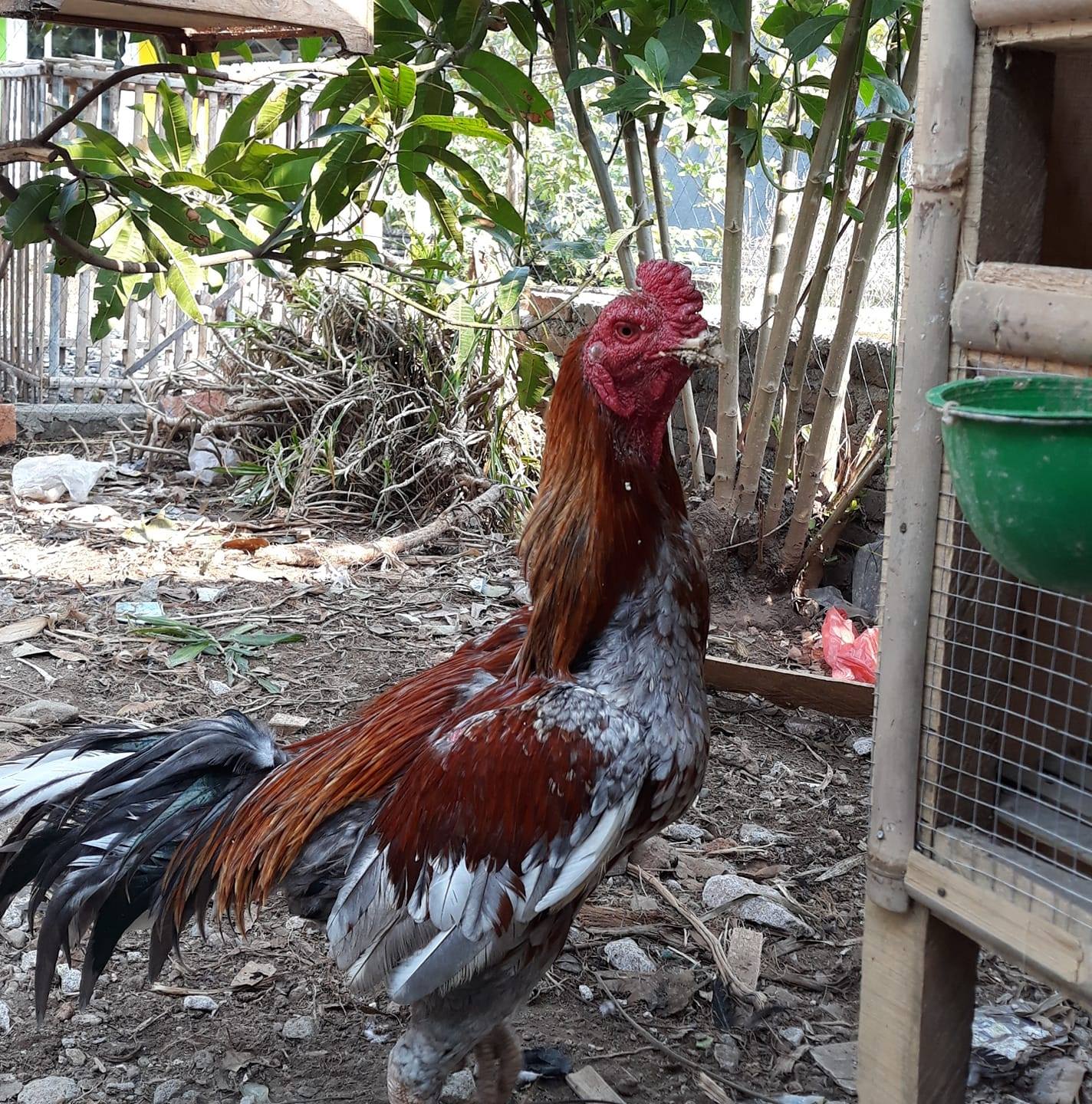 KNR Rooster Farm | Palabuhanratu