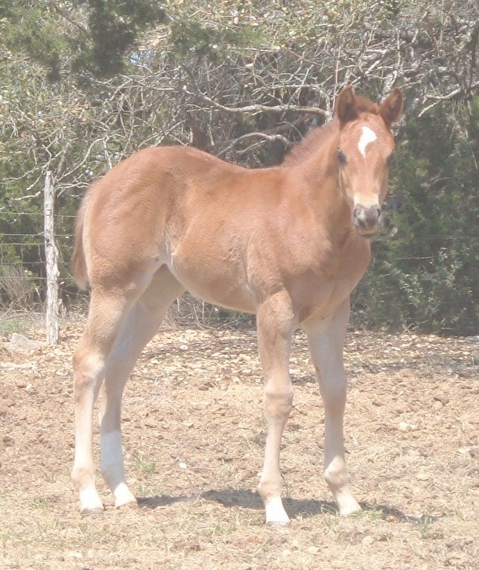 Blosser Quarter Horses