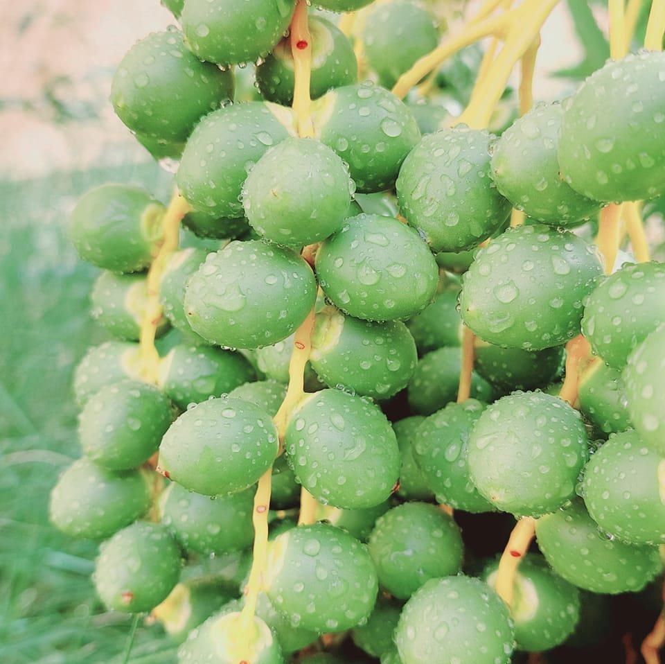 Bulet Saidul | Riyadh