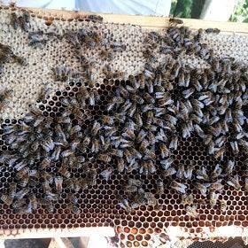 Wix Apiaries