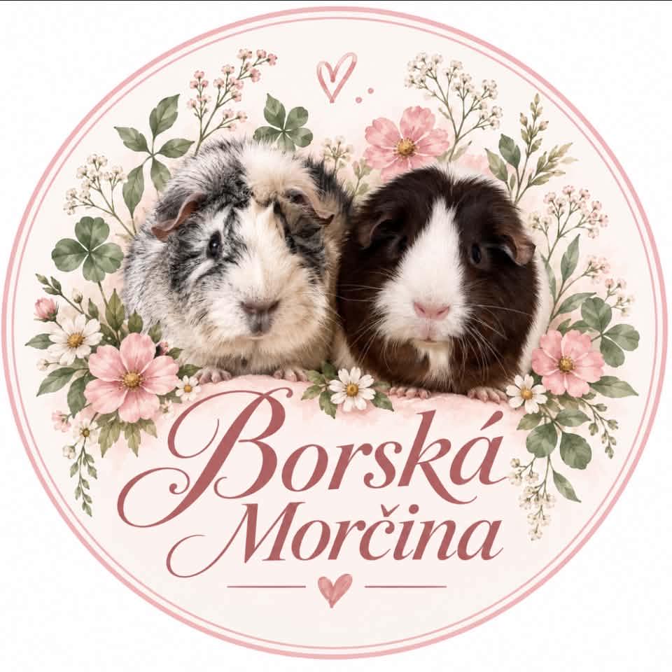 Rozety, Rosetten, Abyssinian | Nové dva vrhy rozetek v CHS Basileus 😍 ...