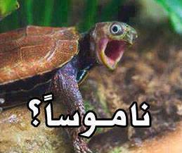 ناموساً؟؟؟