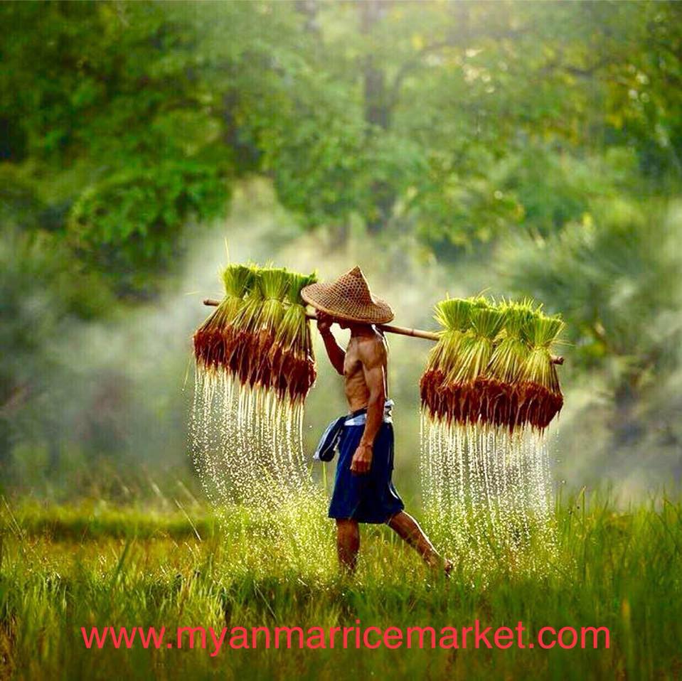 Myanmar Rice Market