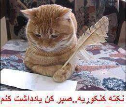 شلوغ پلوغ