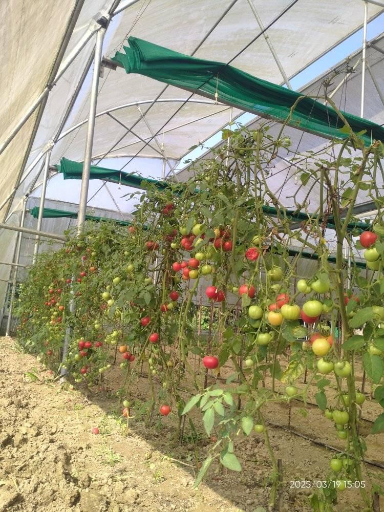 Rakib's Farming