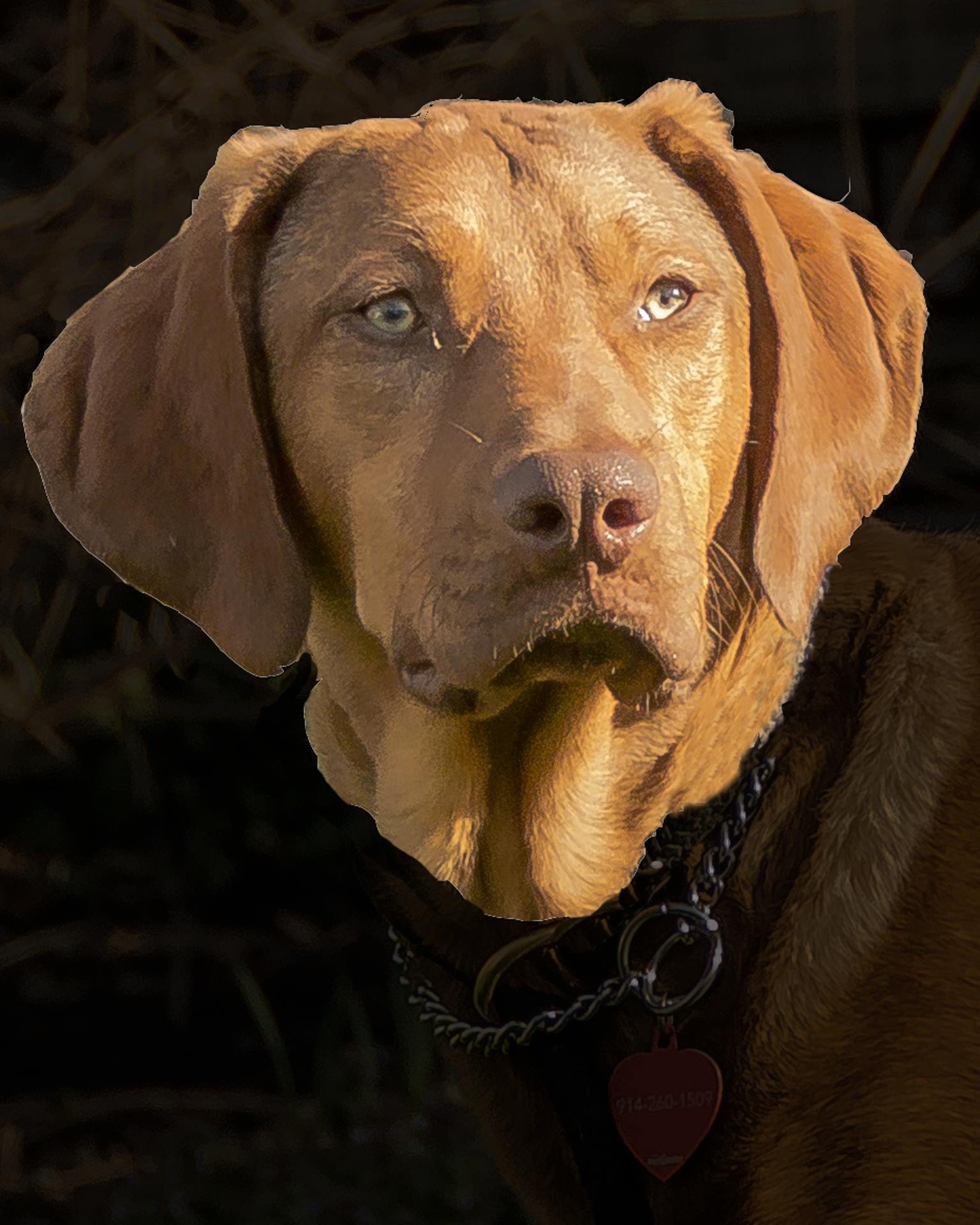 Mars and Roxy, Rhodesian Ridgeback Rescues
