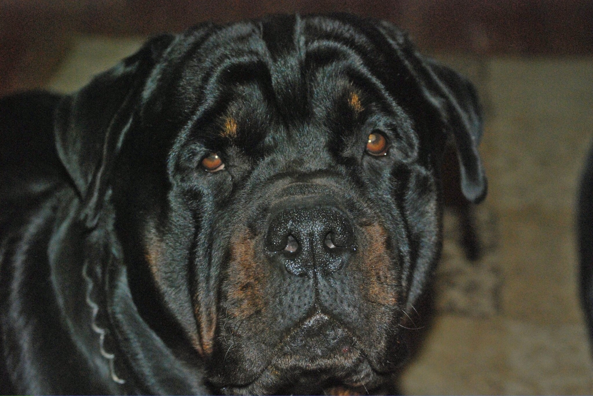 Virginia Rottweilers by Ms Lee