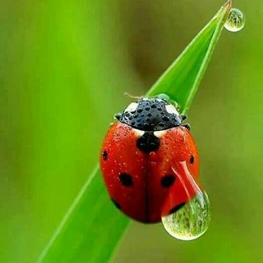 هه مه ره نگ