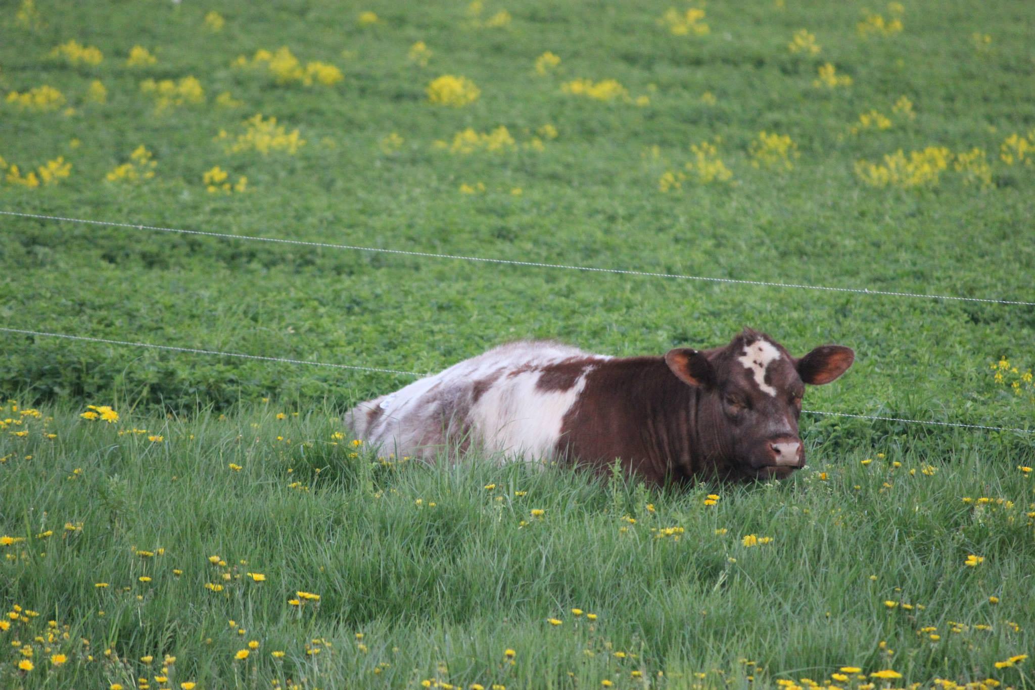 Romzek Cattle Company - Ruby, Purebred Shorthorn Heifer Sire: Mav ...