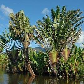 Lahabolana