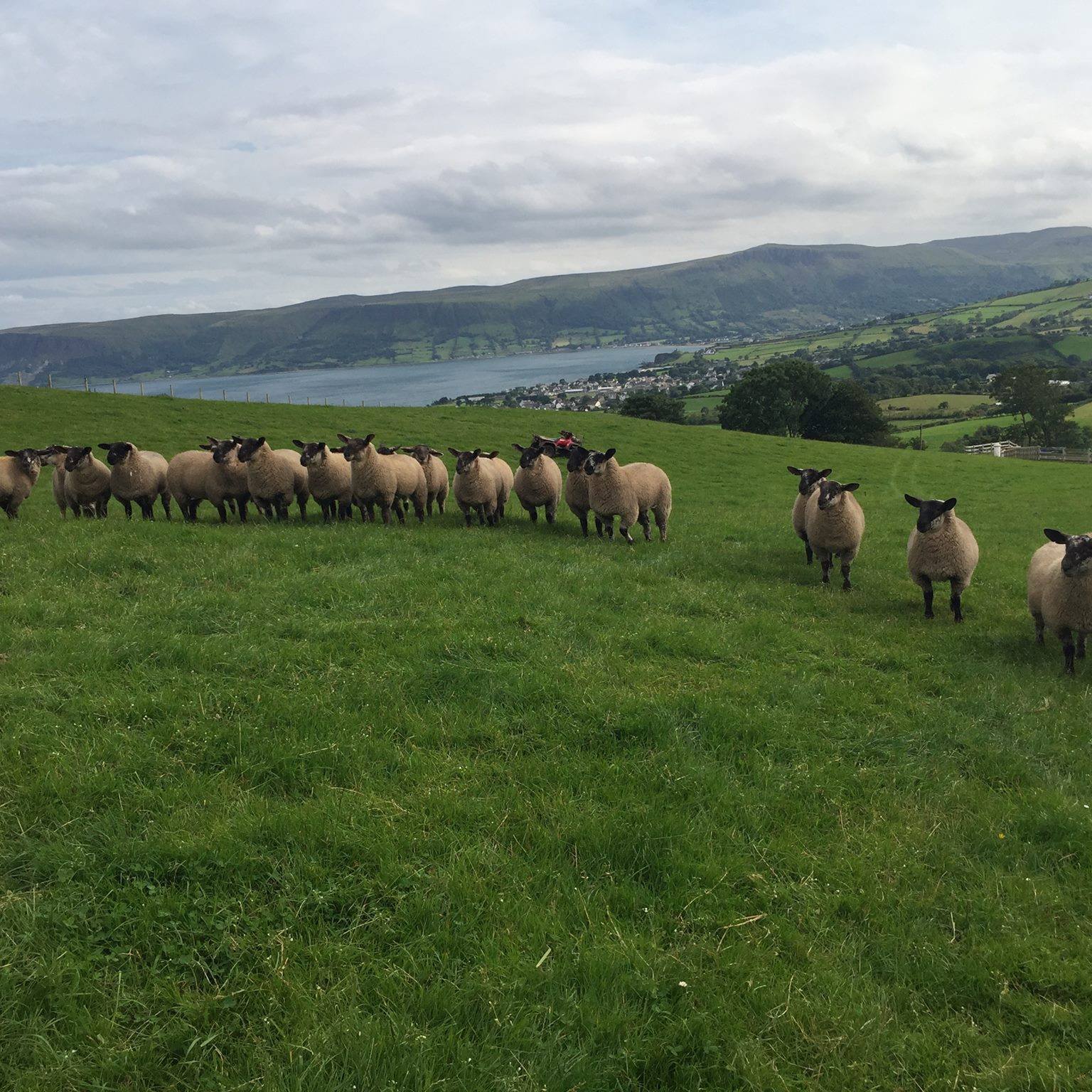 Coshkib Farm | Cushendall
