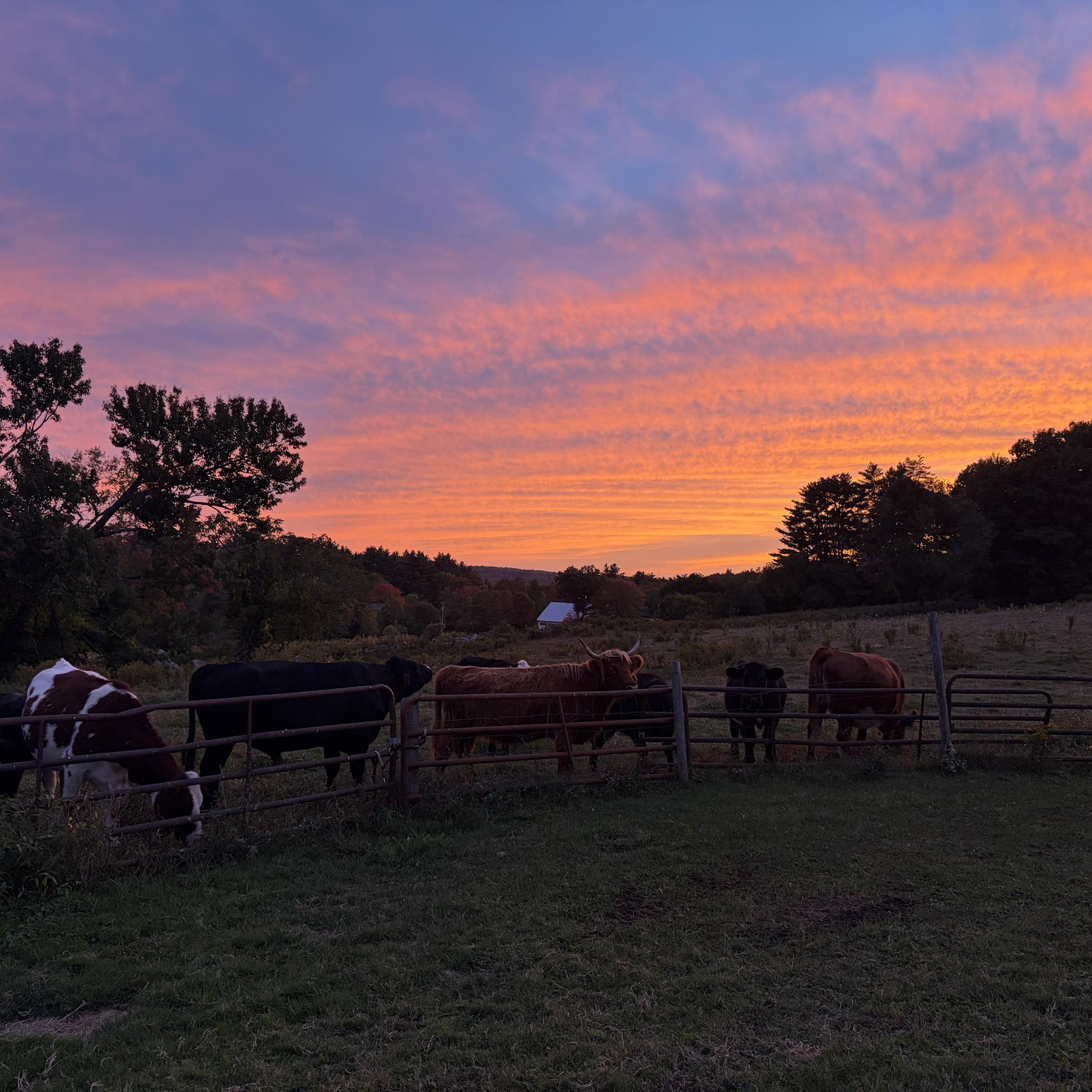 Beautiful fall weather!! Cows agree ️ ️ | Heidi Harmon