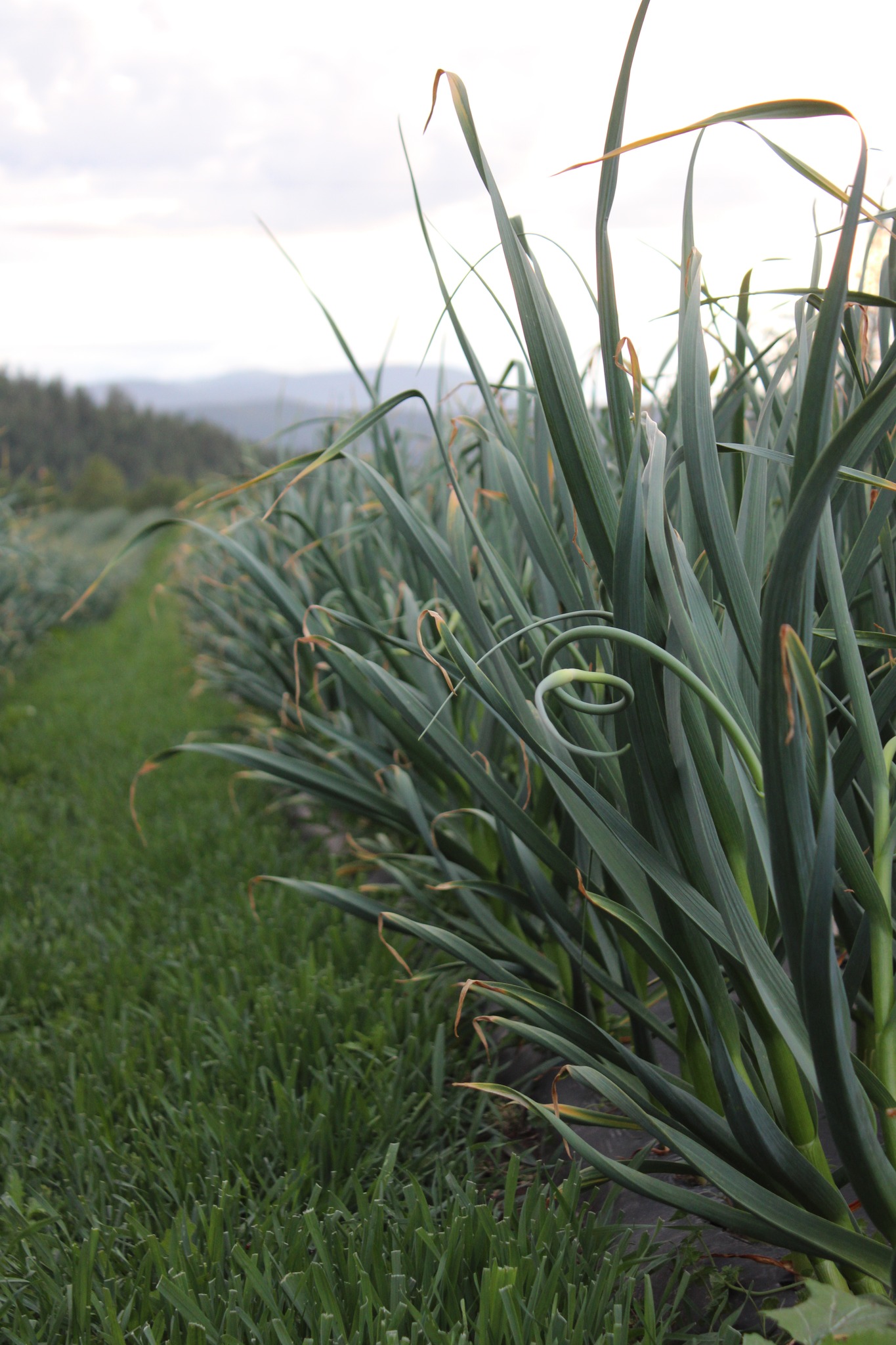 Are you new to growing garlic and... - Mountain Valley Garlic | Facebook