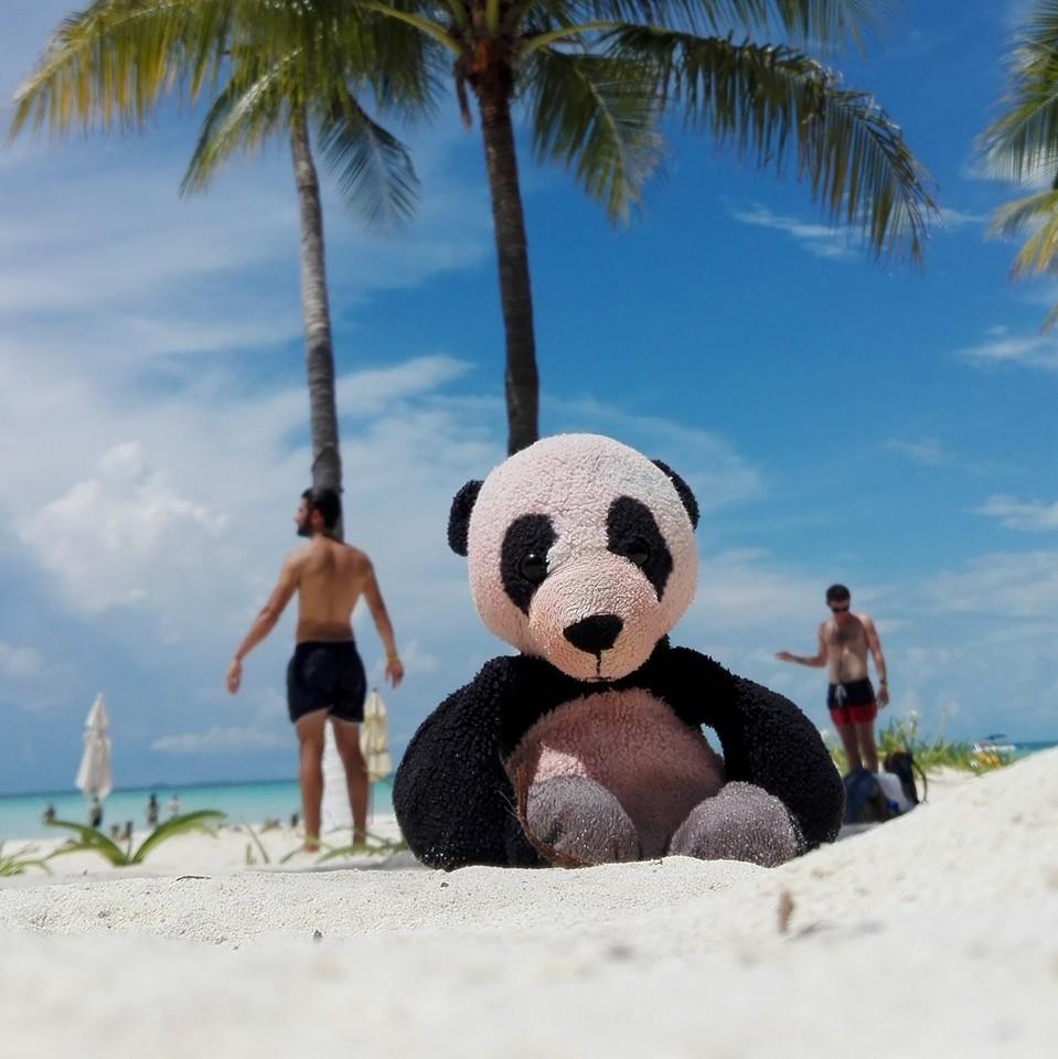 Perry Panda