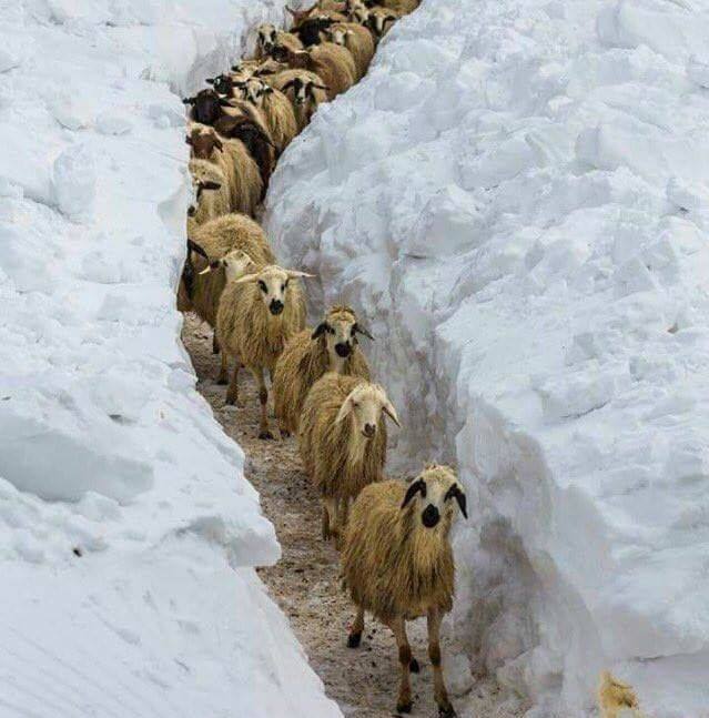سعن الحمر