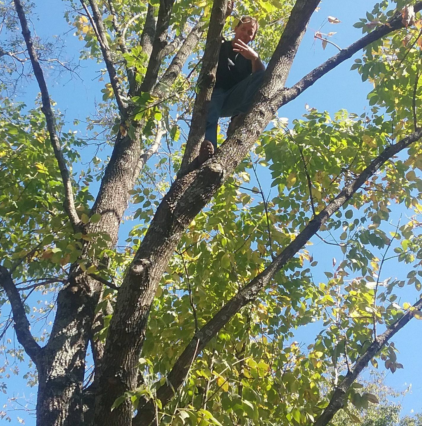 Dandytreeserviceunlimited.com