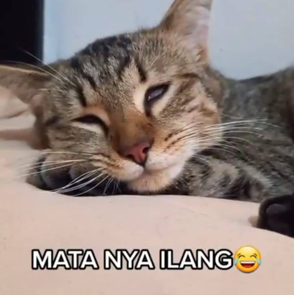 Kucing kucing lucu