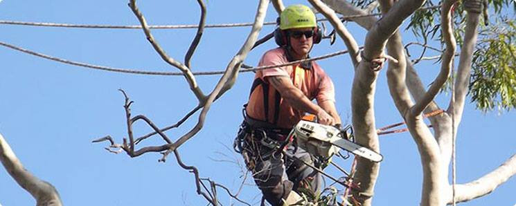 The Adelaide Tree Surgery | Adelaide SA