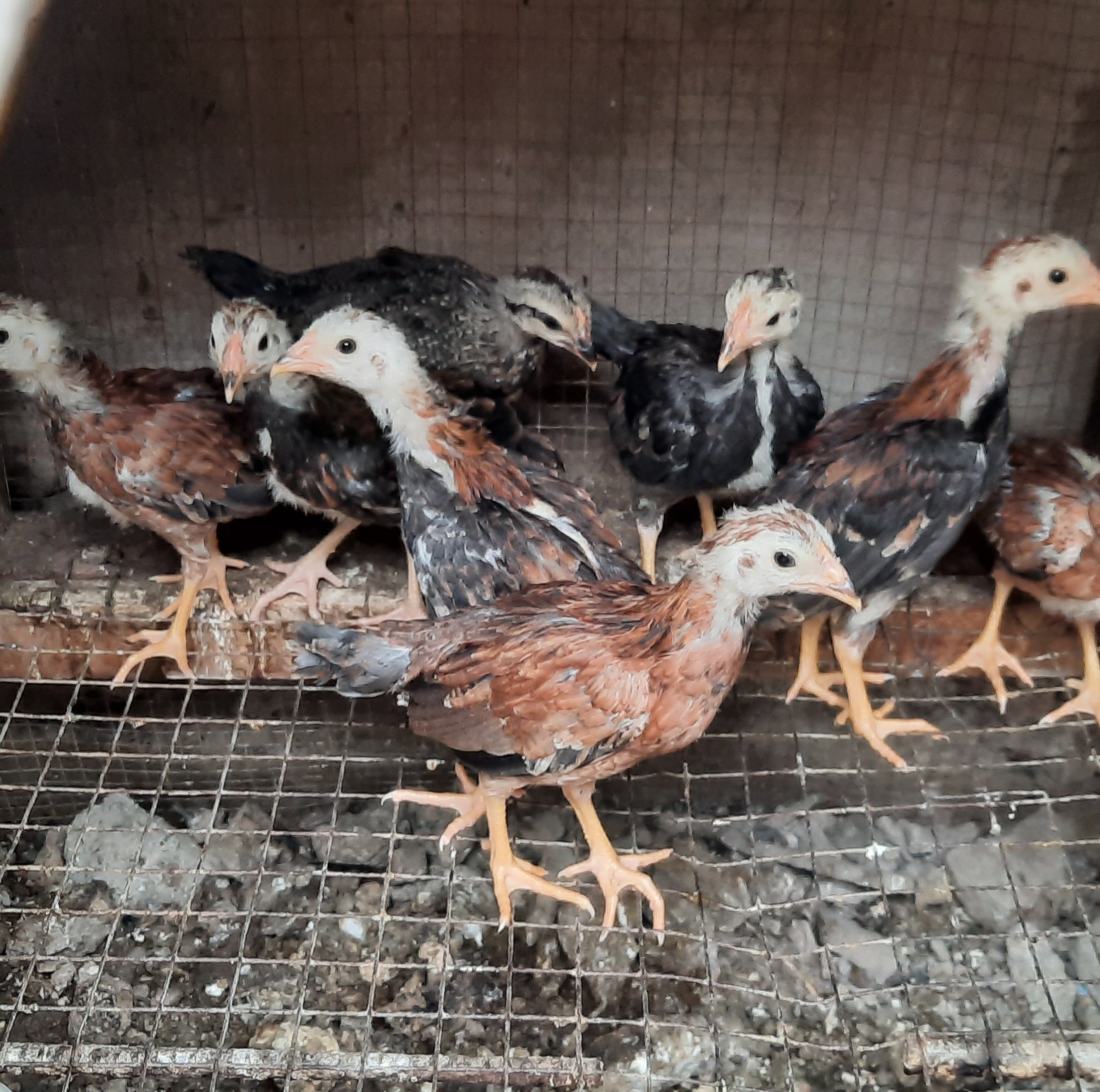 MANOK SA MANDAUE | Customized limber matting | Facebook