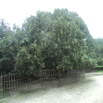 Surjapuri mango সূর্য্যপূরী আম ঠাকুরগাঁও | Rangpur